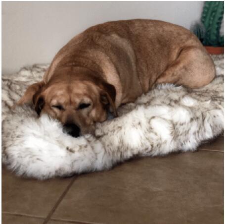 Coperta per animali da compagnia pad caldo - Gufetto Brand 