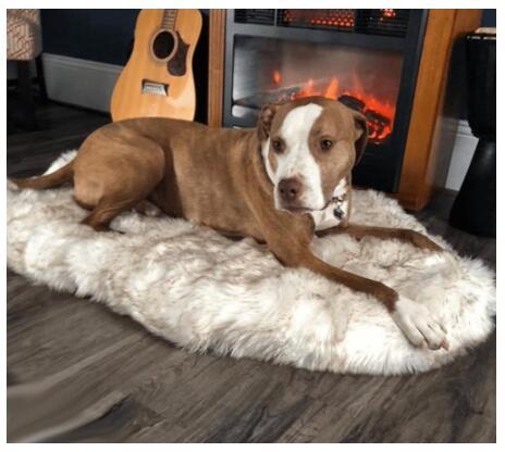 Coperta per animali da compagnia pad caldo - Gufetto Brand 